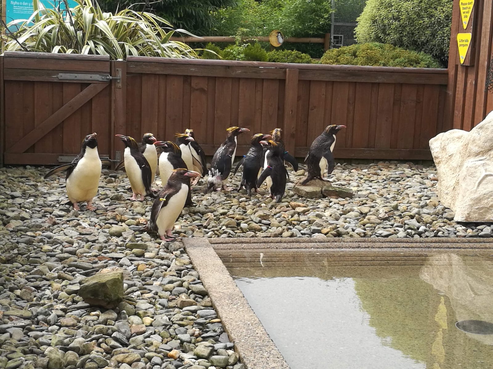macaroni penguins arriving at Folly Farm